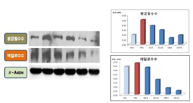 그림 26. Western blot assay(COX-2 발현)