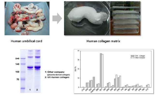그림 9. 사람 탯줄 유래 콜라겐 분리 정제