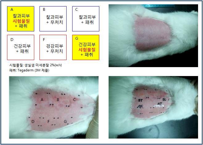 그림 12. 토끼를 이용한 피부자극시험 (1차 결과)
