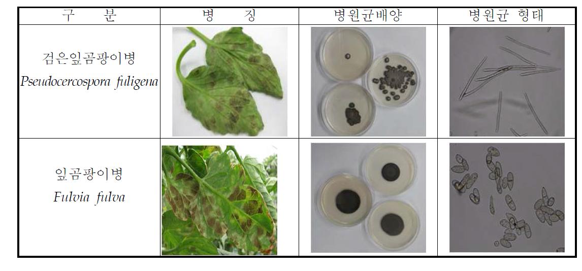 토마토 잎곰팡이병과 검은잎곰팡이병 특성비교