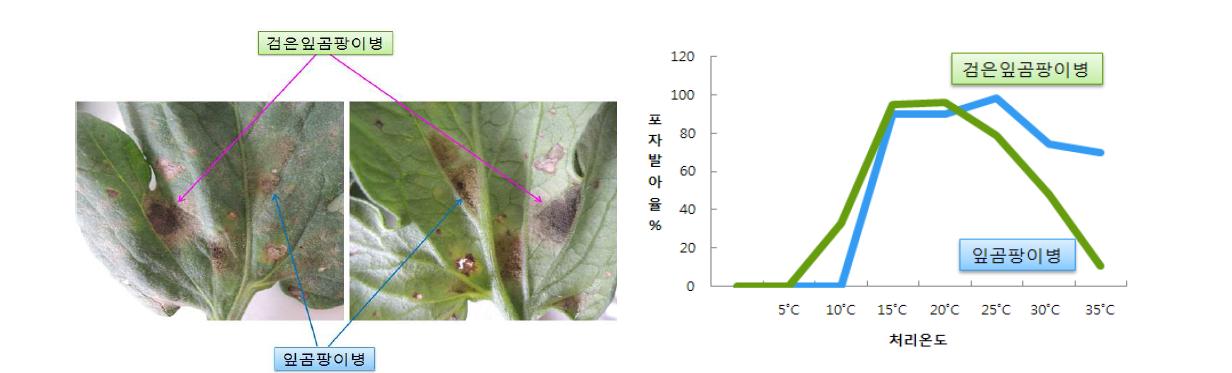 토마토 잎곰팡이병과 검은잎곰팡이병 발병특성(좌:병징구분, 우:포자발아적온)
