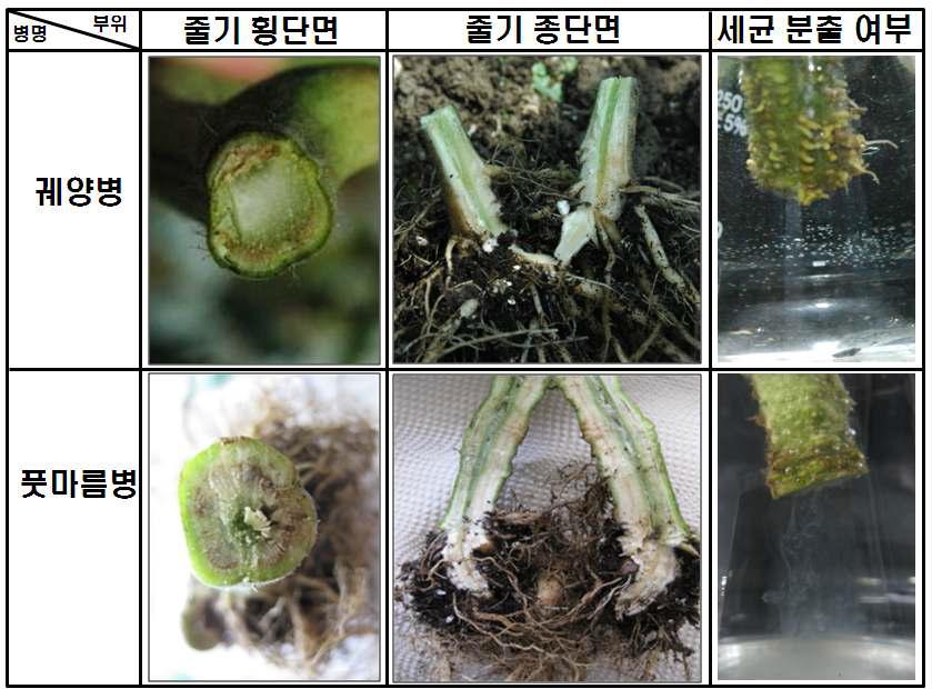 세균누출에 따른 병징구분