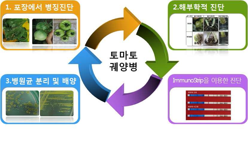 토마토 궤양병 진단 모식도