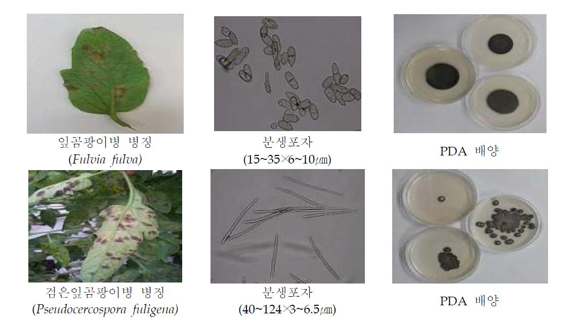 토마토 잎곰팡이병과 검은잎곰팡이병