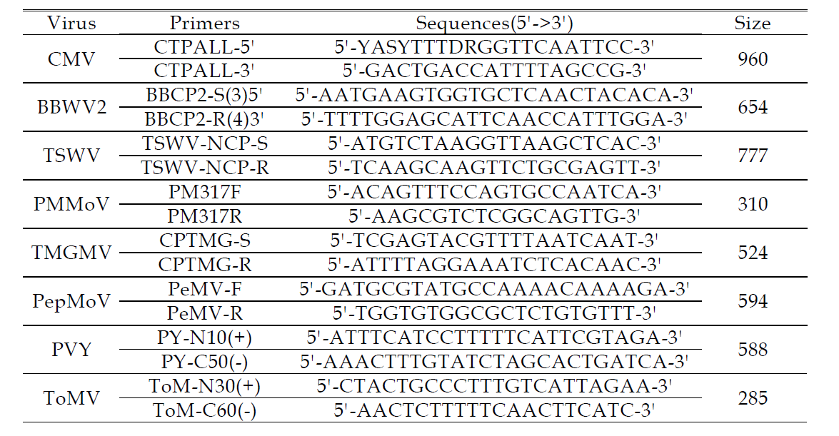 고추 바이러스 검정에 사용된 primer