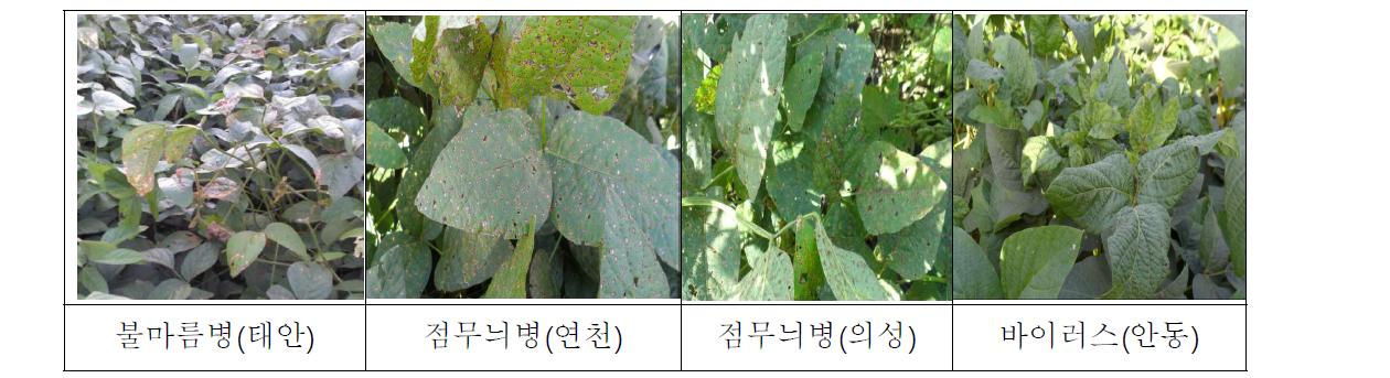 2012년도 전국에 발생한 콩 병해 병징 현황