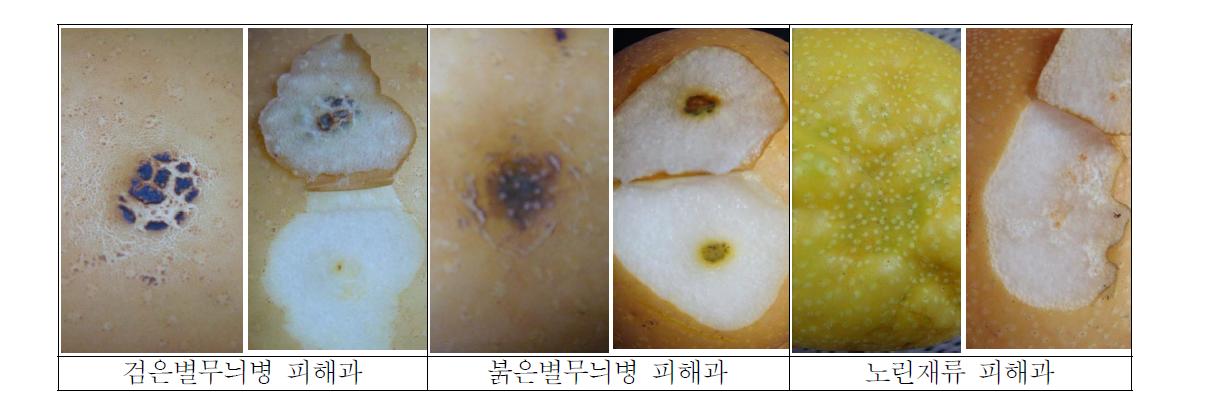 함몰형 과실피해의 외부증상에 따른 원인분석