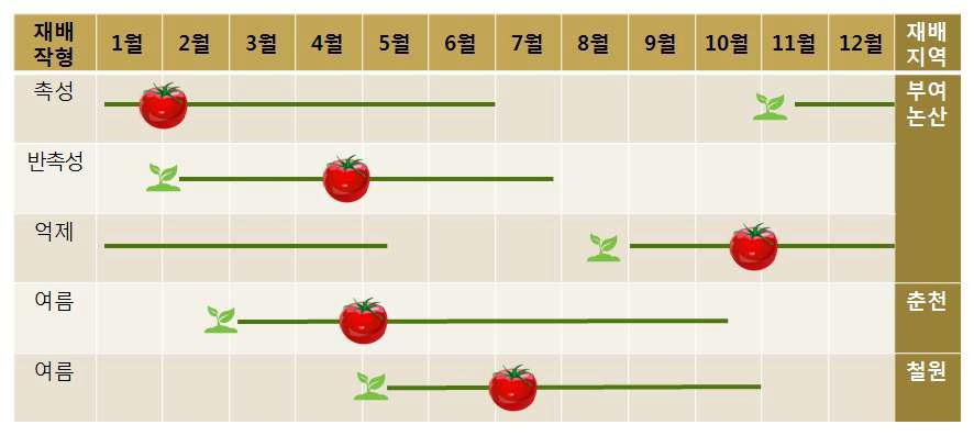 토마토 주산지 재배작형에 따른 조사시기