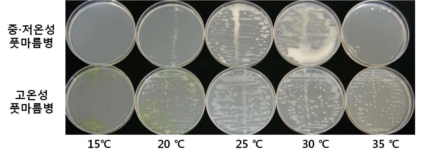 온도별 풋마름병원균의 생장 모습