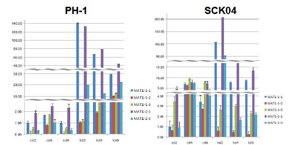 그림 4. PH-1 과 SCK04 균주에서 MAT 유전자의 경시적 발현 양상