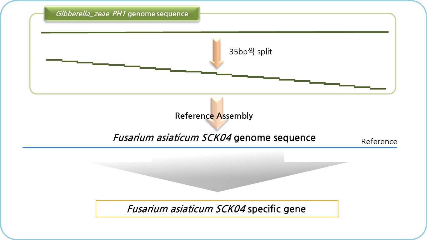 그림 10. SCKO4 와 PH-1 균주 유전체 사이 비교 과정.