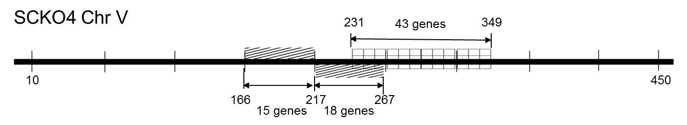 그림 13. F. asiaticum SCKO4 유전체 5 번 염색체 내 deletion 부위.