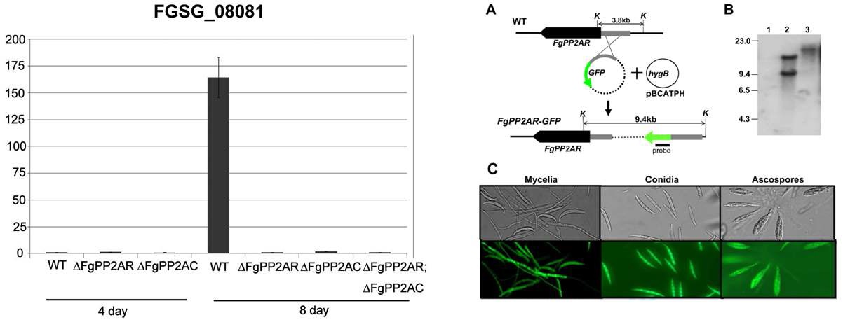 그림 15. FgPP2AR 과 FgPP2AC 유전자의 기능 분석