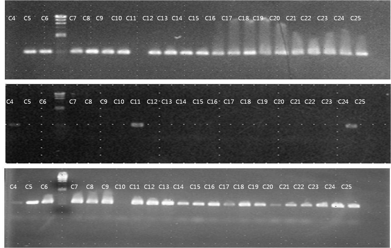 그림 16. 특이 primer set를 이용한 G. fujikuroi species complex 추정 균주 DNA의 증폭.
