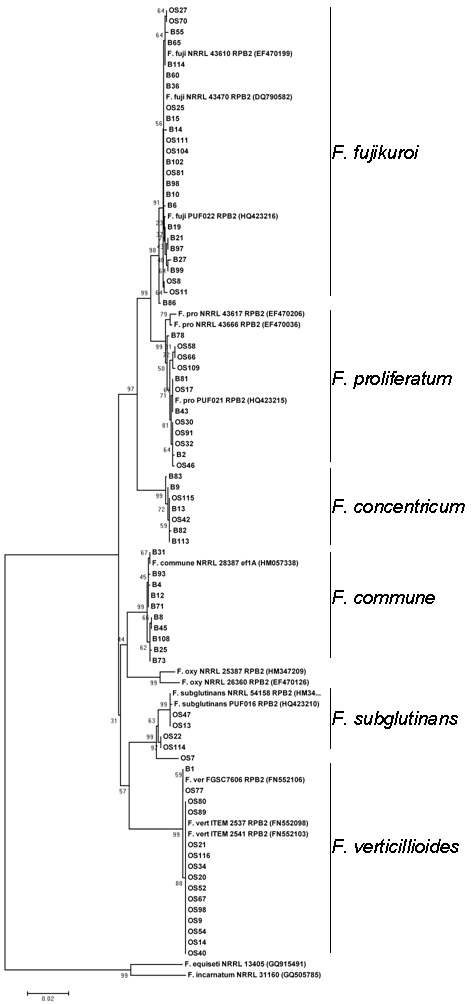 그림 19. A phylogenetic tree of the Gibberella fujikuroi complex isolates obtained from rice and corn in 2010, constructed by the neighbor-joining method using combined nucleotide sequences of EF1 and RPB2.