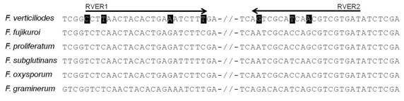 그림 20. Alignment of partial nucleotide sequences of RPB2 from the representative isolates of Fusarium spp. used in this study.