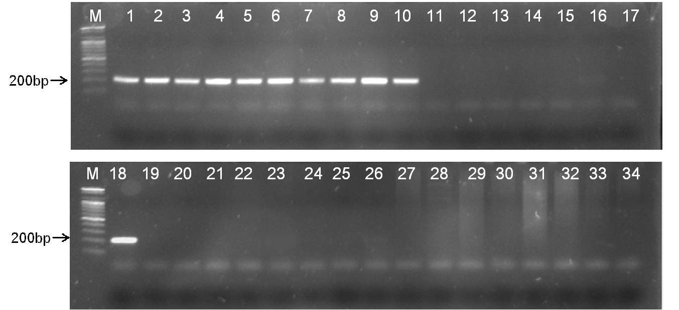 그림 21. PCR amplification from the Fusarium spp. used in this study using the primers RVER1 and RVER2. Lanes 1-10 and 18: F. verticilloides isolates; 11-15: F. fujikuori; 16-17: F. subglutinans 19-27: F. proliferatum 28-34: other Fusarium spp. M: a 100-bp ladder.