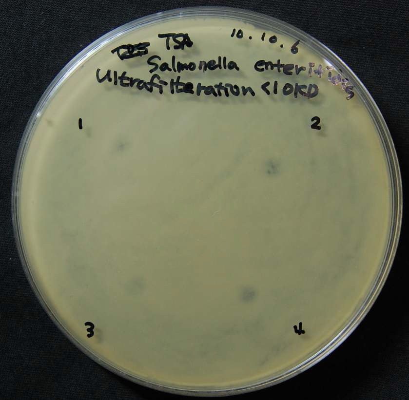 Figure 3. Antimicrobial activity of the ultrafiltrate(<10 kDa) of the 8-40 culture