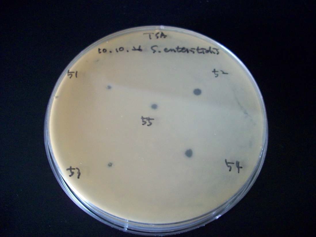 Figure 5. Antimicrobial activity of the fractions from C18 column with the solvent of 5% methanol