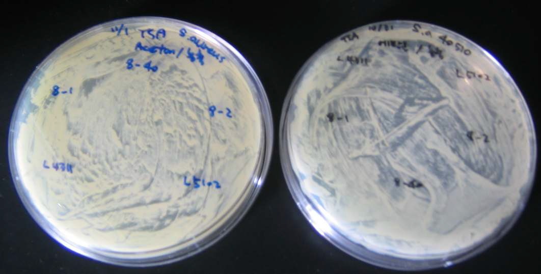 Figure 11. Lose of anti-MRSA activity of L. reuteri after solvent extraction