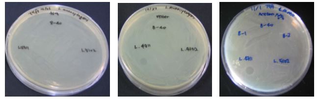 Figure 12. Selection of anti-Listerial activity in LAB after solvent extraction