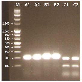 Figure 14. Agarose gel electrophoresis of Salivaricin-like gene products of the Lactobacillus salivarius isolated from pig faecal sample.