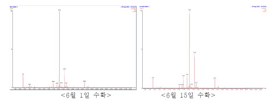 Fig. 11. 수확시기별 휘발성 성분 크로마토그램