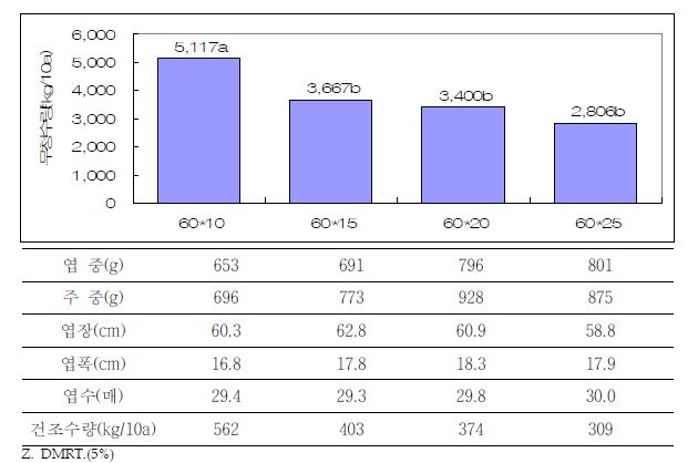 그림 11. 재식거리에 따른 파종 60일후 지상부 생육특성(2012. 9. 7. 파종)