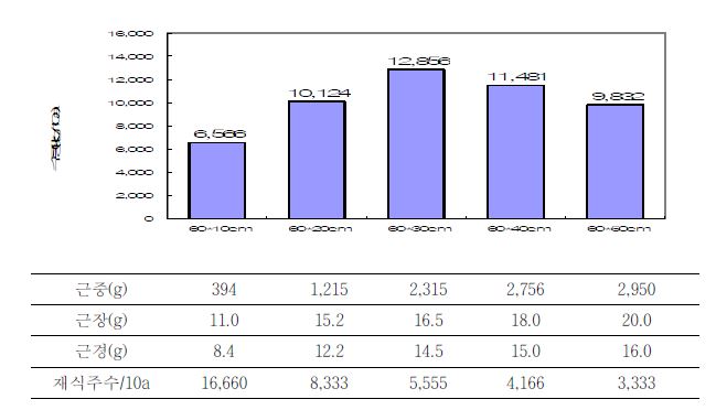 그림 12. 재식거리에 따른 지하부 생육특성(2011. 9. 6. 파종, 2012. 3.15일 수확)