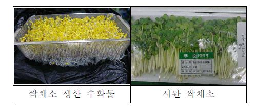 그림 30. 재배 시제품에서 생산된 싹채소와 시판 싹채소의 비교