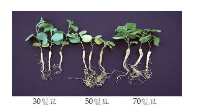 그림 1. 플러그 육묘기간별 감초묘 생육(‘10년, 철원)