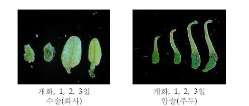 그림 8. 감초 개화후 자·웅기관 발달 정도
