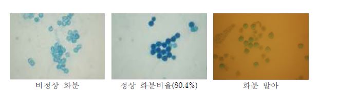 그림 10. 감초 화분발아 특성(Aniline-blue-lactophenol)