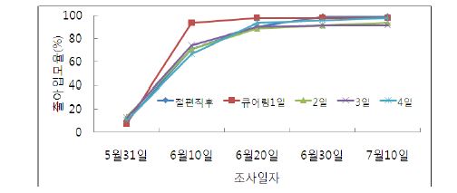 그림 9. 둥근마의 절편씨마 큐어링 기간별 출아입모율