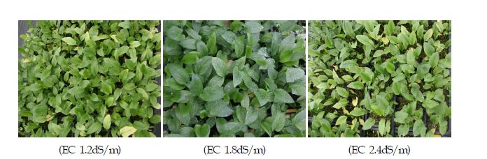 그림 8. 유색칼라 ‘골든하트’ 상자재배시 양액 농도별 생육(‘10.8.16)