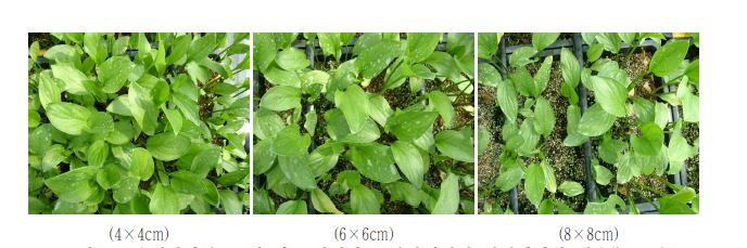 그림 10. 유색칼라 ‘골든하트’ 조직배양묘 상자재배시 재식거리별 생육(‘10.8.5)