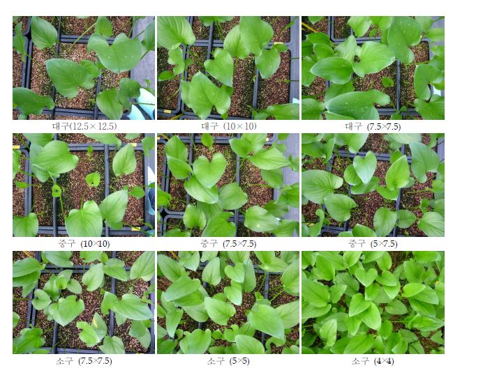 그림 18. 유색칼라 ‘골든하트’ 조직배양 소구 상자재배시 재식거리별 생육(‘11.8.20)
