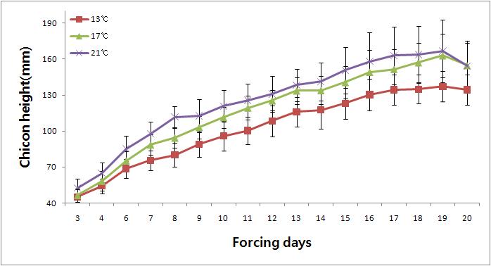 온도별 생육일수에 따른 치콘 길이 생장 곡선