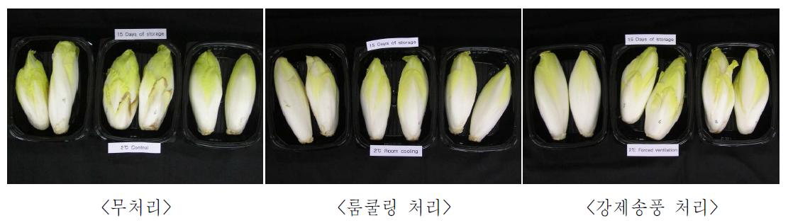 예냉처리 후 저장 15일 경과 치콘 외관 비교