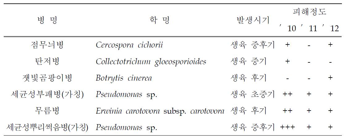 년차별 치커리 발생 병해 및 피해 정도