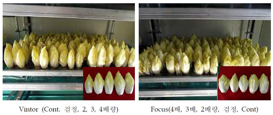 유기질비료 시비량별 종근의 치콘 생산 품질 비교시험