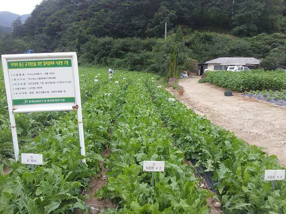 칼리질비료 적정 시비량 구명 시험포장