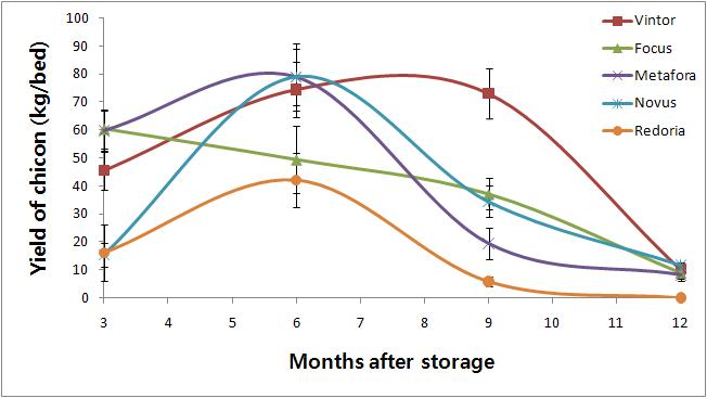 품종별 종근 저장기간에 따른 치콘 수량 비교