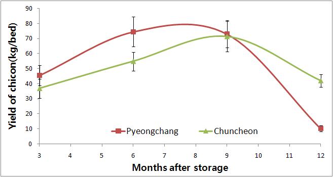 종근 재배지대 및 저장기간에 따른 치콘 수량 비교