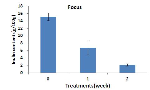 2℃ 저온처리 기간 경과에 따른 ‘Focus’품종 이눌린 함량 변화