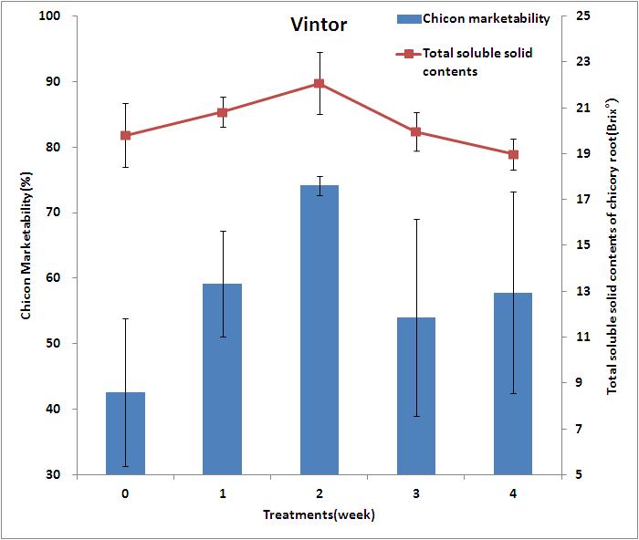 2℃ 저온처리 기간 경과에 따른 ’Vintor’ 품종 종근 내 총당 함량과 치콘 상품율 비교