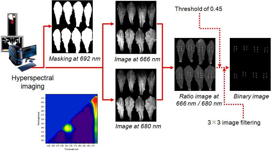초분광 형광 영상을 이용한 채소의 오염 물질 검출을 위한 영상 분석 알고리즘 과정
