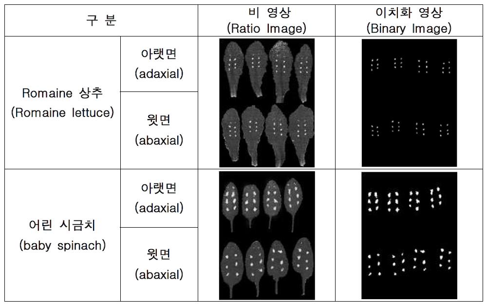 비영상과 이치화 영상을 이용한 상추 및 시금치의 오염물질 검출 결과