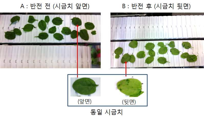 벨트형 반전장치의 시금치 반전시험 결과(속도 50cm/s, 성공률 100%)