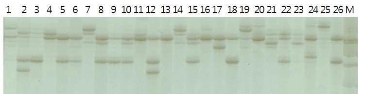 SSR band pattern produced by SSR 20 primer in Phalenopsis.